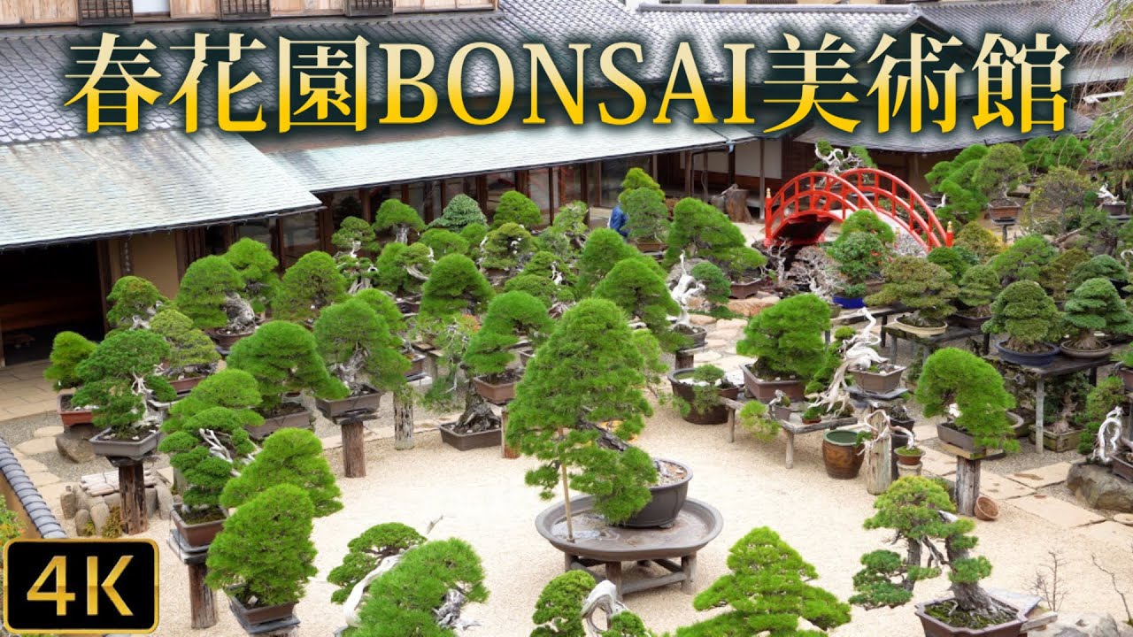 【盆栽】Bonsai 春花園BONSAI美術館　Shunkaen Bonsai Museum