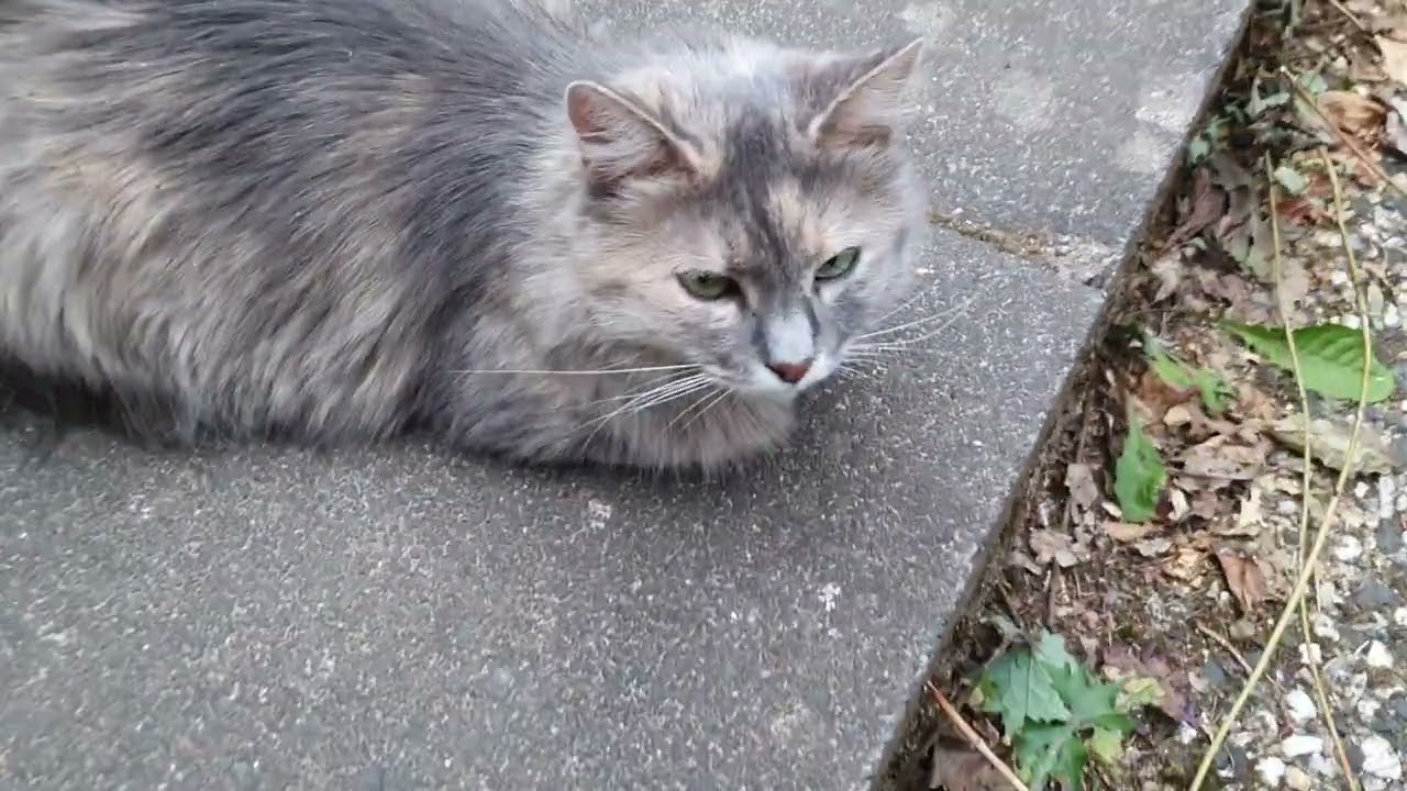 Maja im Garten 🐱 🌈