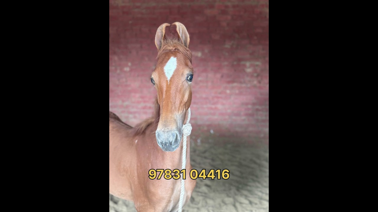 colt for sale 