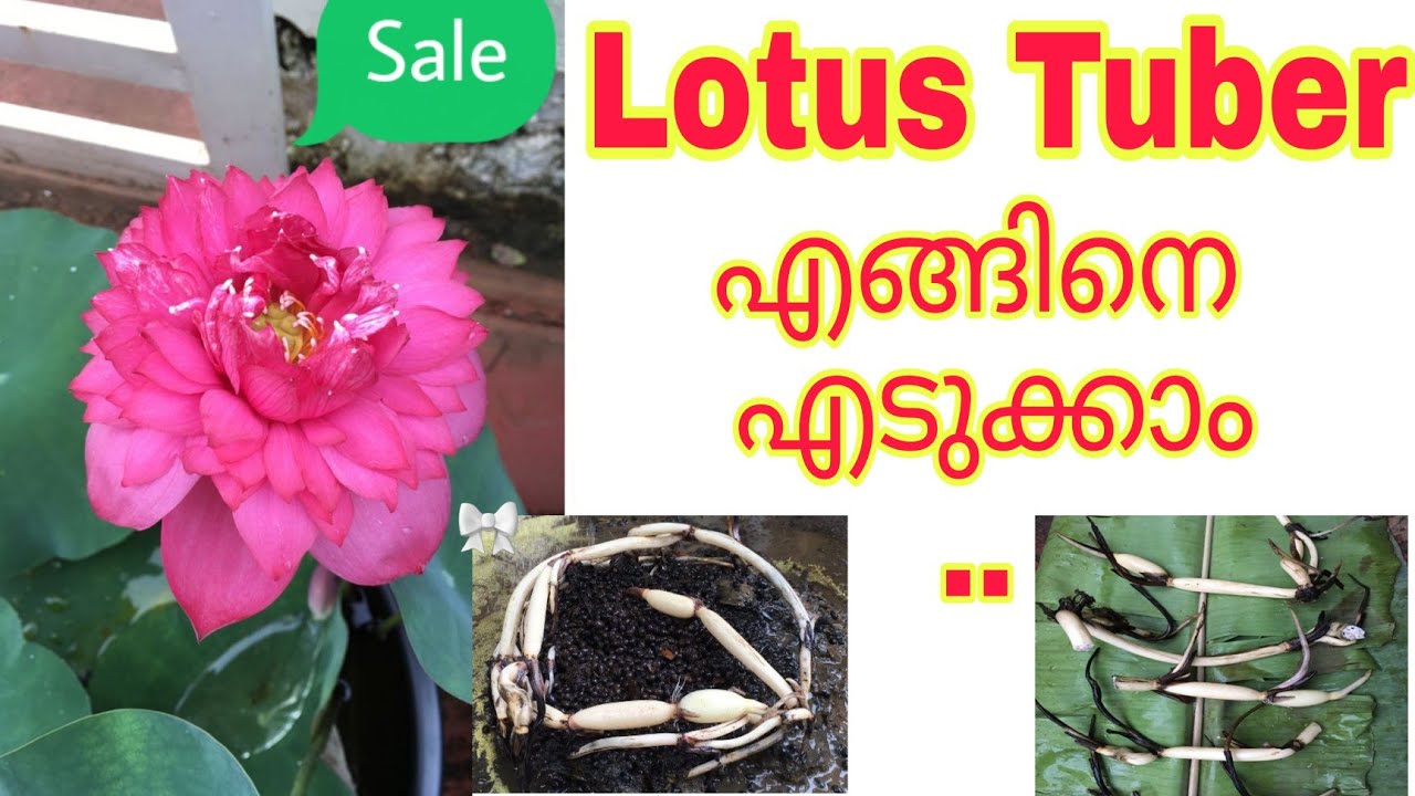 How to take tuber from Lotus Malayalam /Plant stories/Thamara Tuber Malayalam/ Tuber sale
