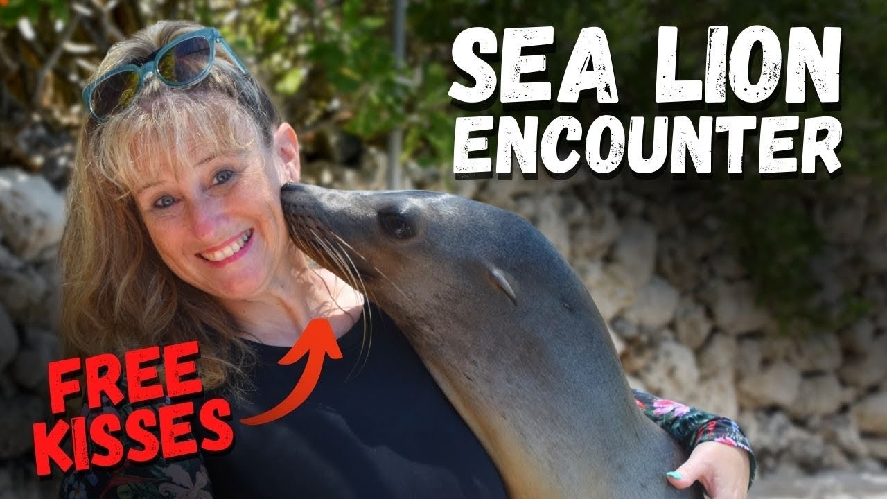 Sea lion encounter at Blue Lagoon Island in Nassau Bahamas