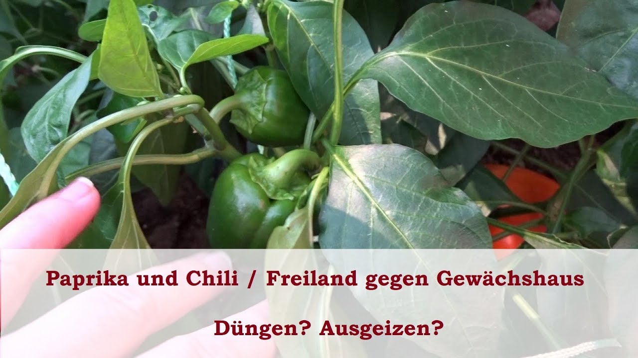 Paprika und Chili / Freiland gegen Gewächshaus / Düngen? / Ausgeizen?