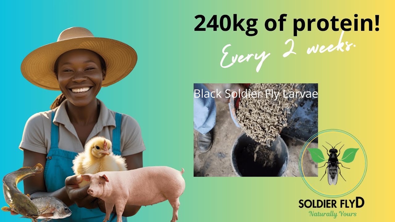 How to Start a Profitable Black Soldier Fly Farm | 240kg Protein Every 2 Weeks! Part 1