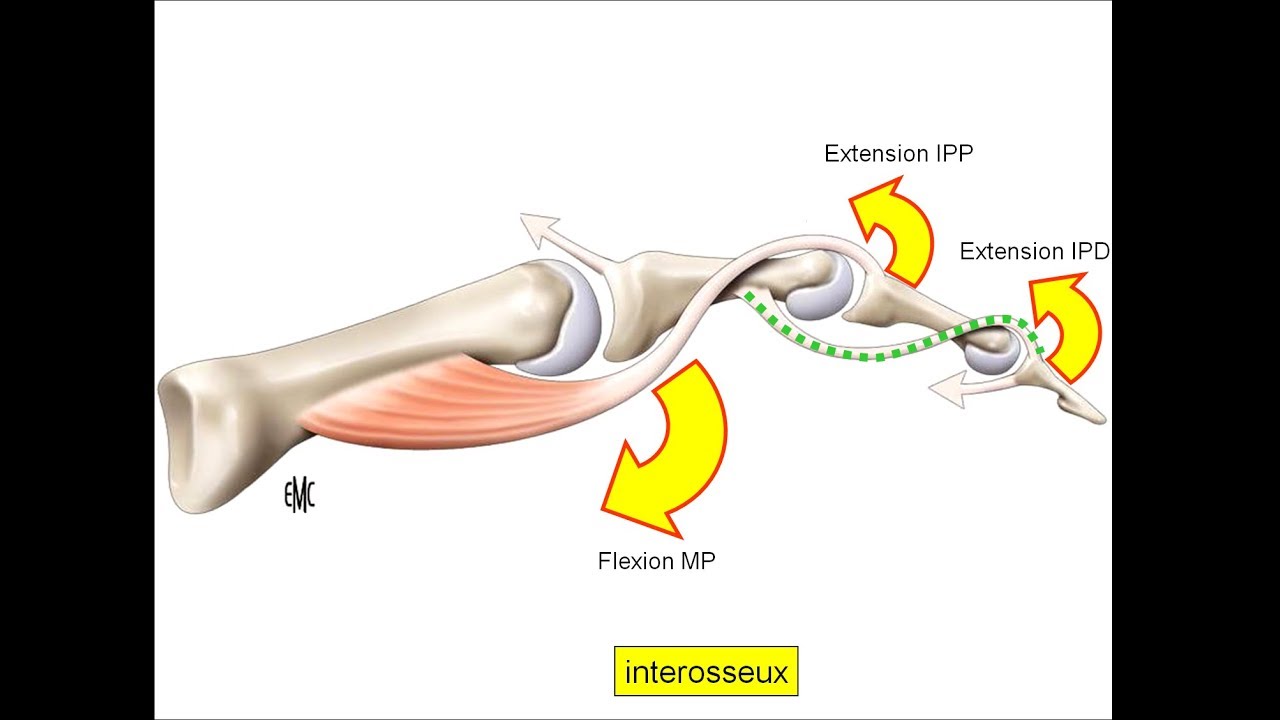 anatomie de la main (2/5) : les muscles