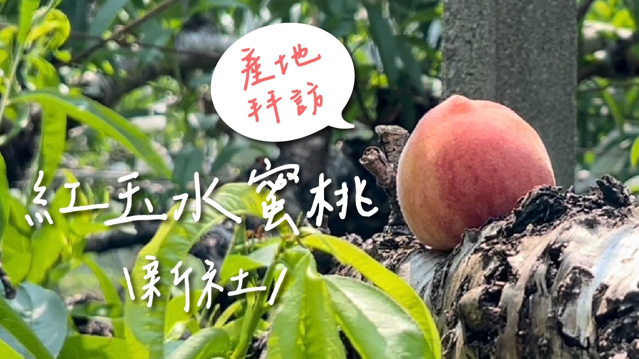 #12 紅玉水蜜桃｜產地拜訪｜ 台中新社