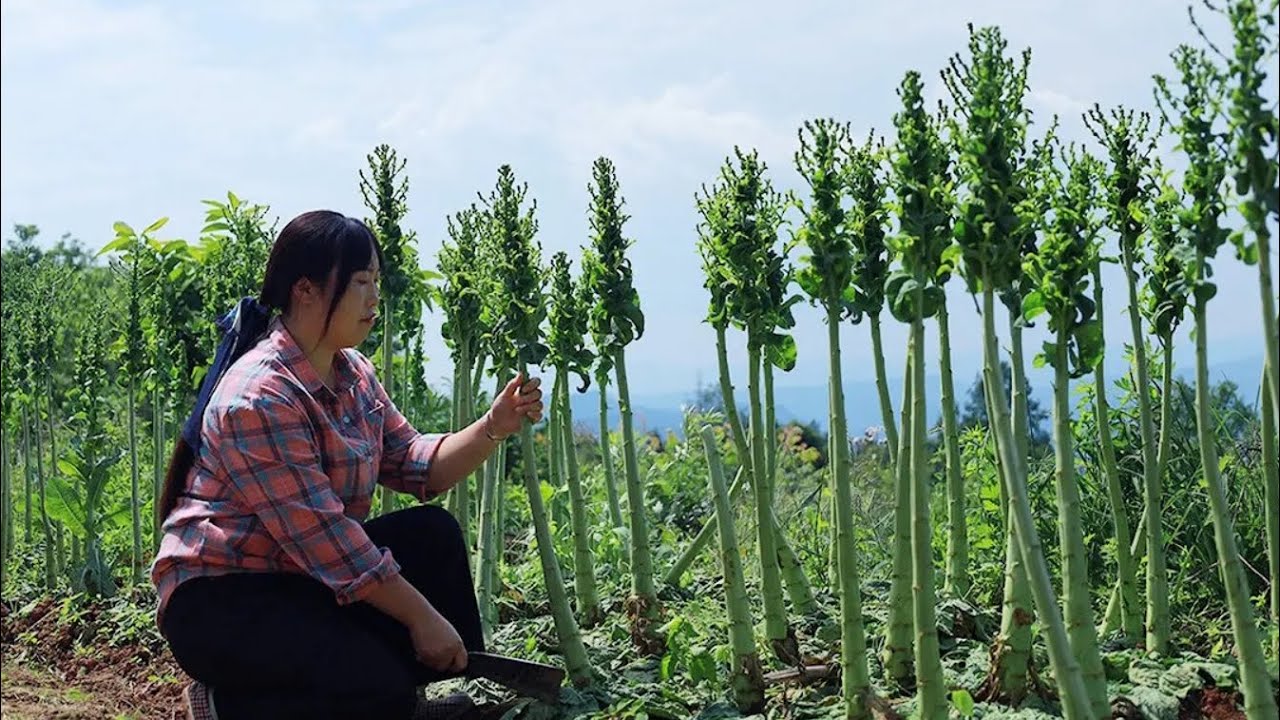 砍20斤貢菜回家曬幹，做成3種美食，每一口都是嘎嘣脆【余小鄉】