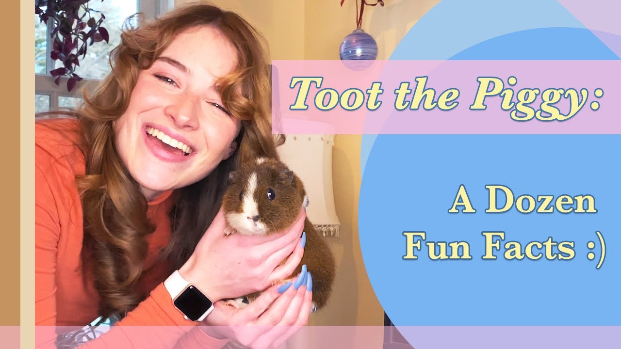 TOOT THE PIG: get to know her better!