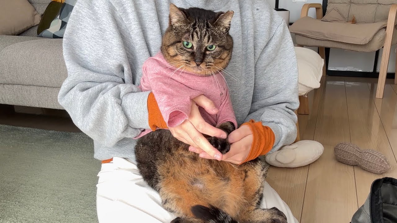 元地域猫。病院から帰るといじけて寝室に籠城しちゃいました…
