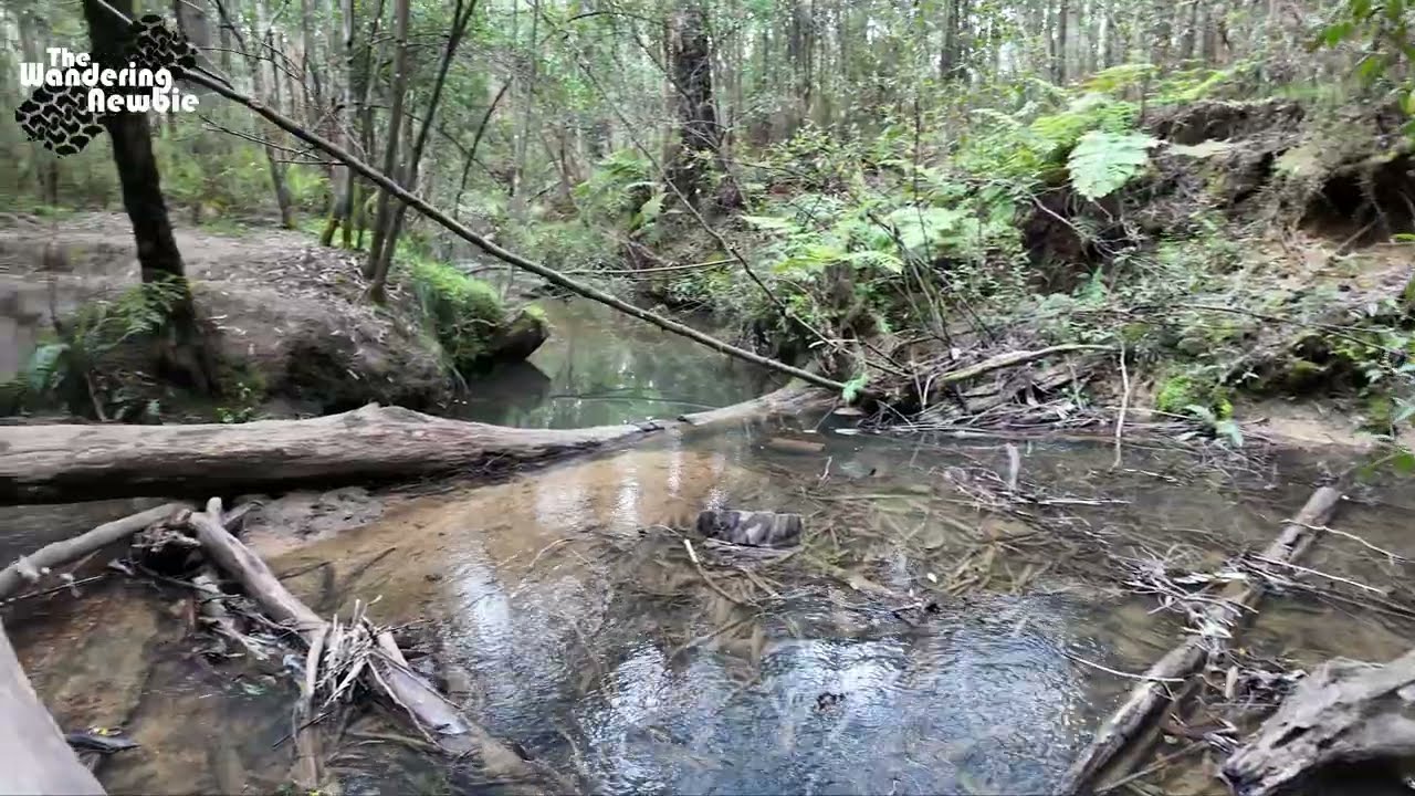 The Gums Campground - Kinglake NP - Glenburn - Victoria