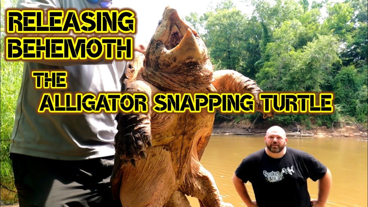 HUGE Alligator Snapping Turtle RELEASED