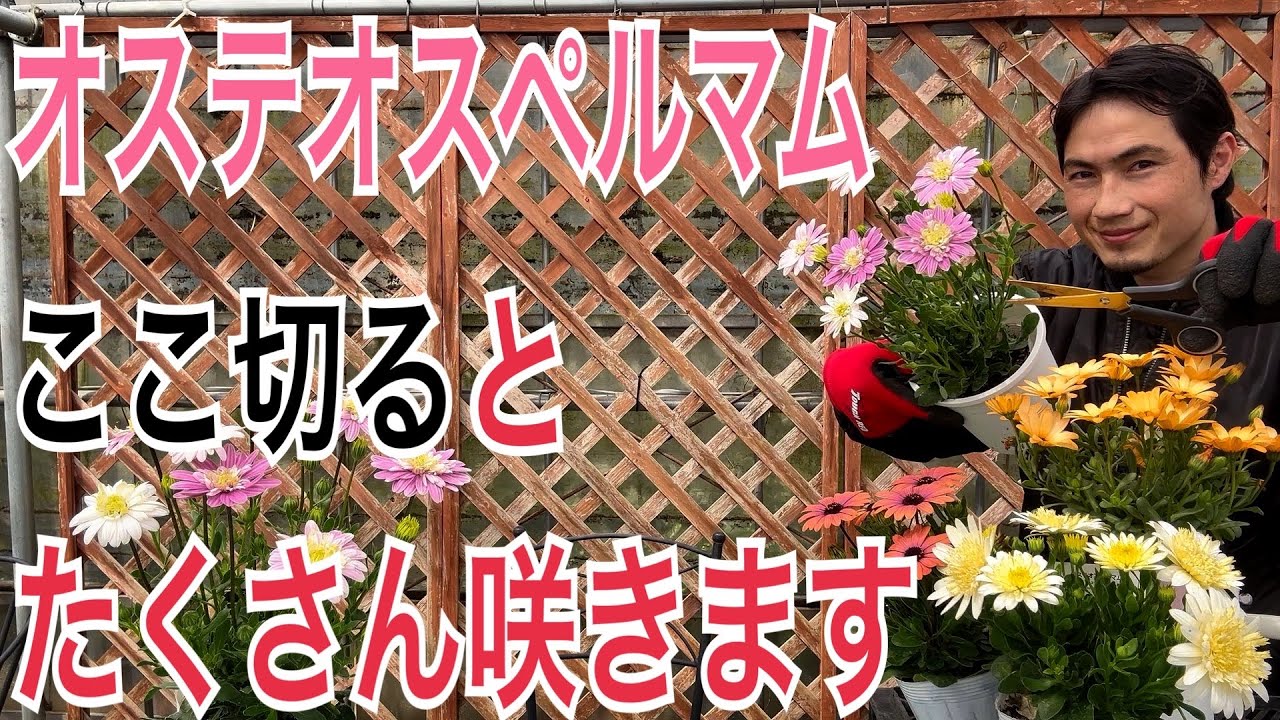 【オステオスペルマム】花数がUPするテクニックを実践で解説します！【園芸】【ガーデニング】