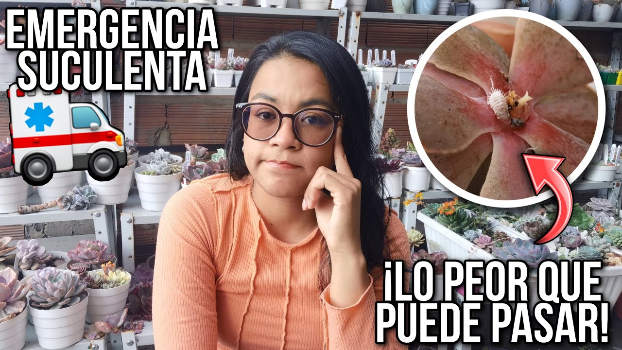 Emergencia suculenta: ¿perdí toda la compra que hice? ¡Están llenas de cochinilla! 😭