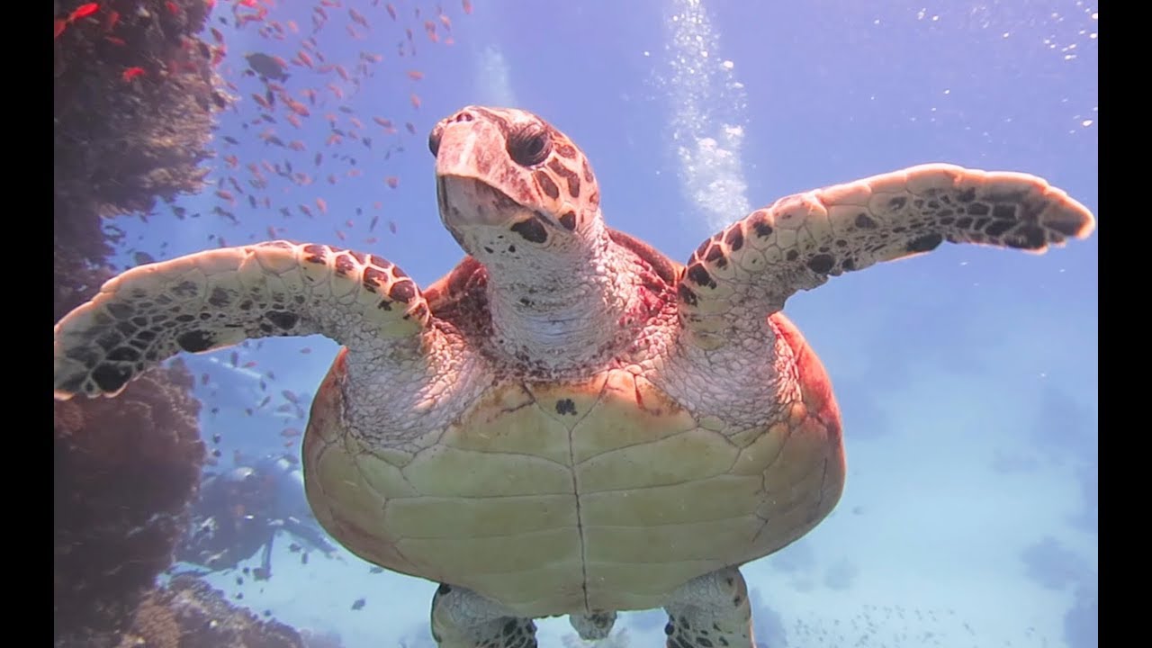Gota Abu Ramada West & East - Diving in Egypt (Makadi Bay, Hurghada, Sahl Hasheesh) June 2017 HQ