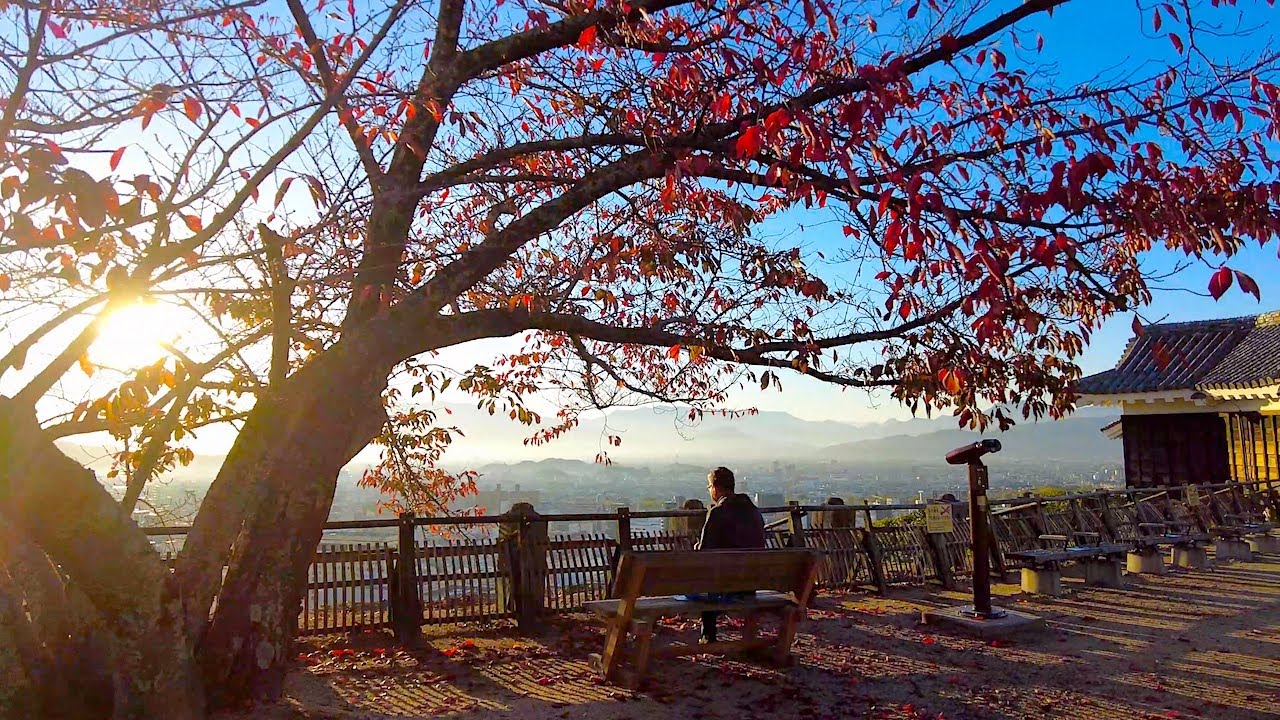 [4K] Shikoku Walk - Autumn Leaves in Matsuyama Castle