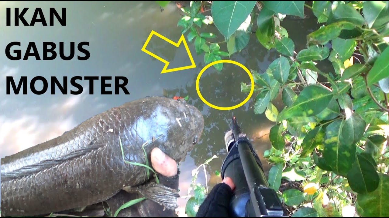 Paser Ikan Gabus Segede Gaban...He he he he.......
