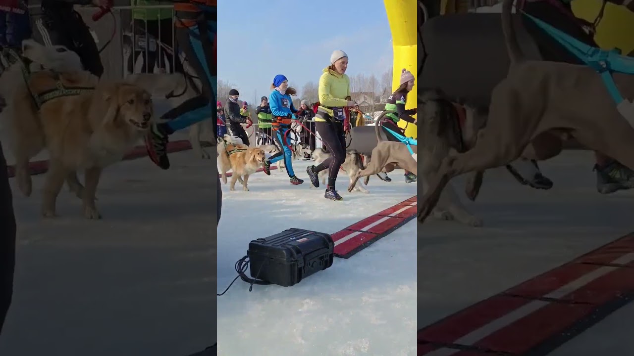 Hard Trail Ice - старт Догтрейла