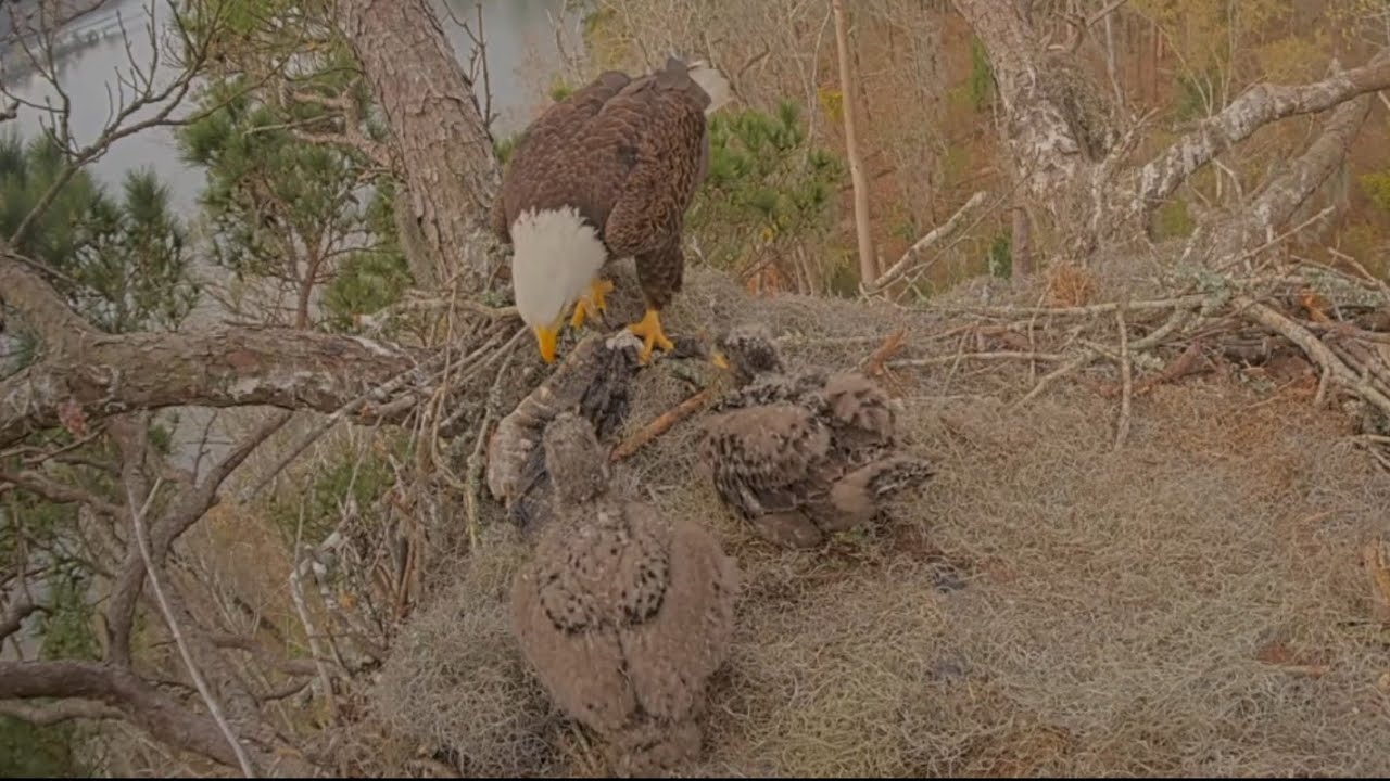 Dad tires to feed alligator to babies but hard to tear it |Kisatchie National Forest E-3 | Mar 3, 26