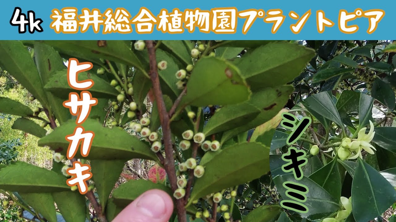 松本園長の解説　ヒサカキ、シキミ　3月その1　福井県越前町立福井総合植物園プラントピア【4k】Eurya japonica