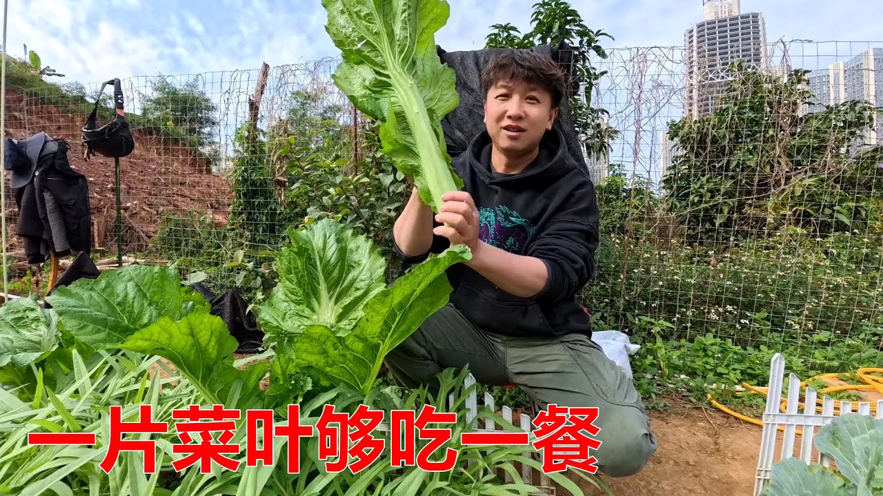 种了十天的新菜地可以收菜了，你们见过这么大棵的芥菜吗？一片叶子够吃一餐【我是杰少】