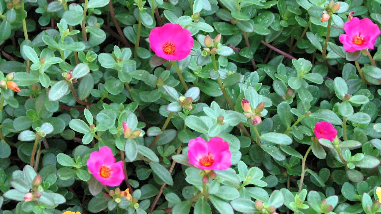 Portulaca 07042012