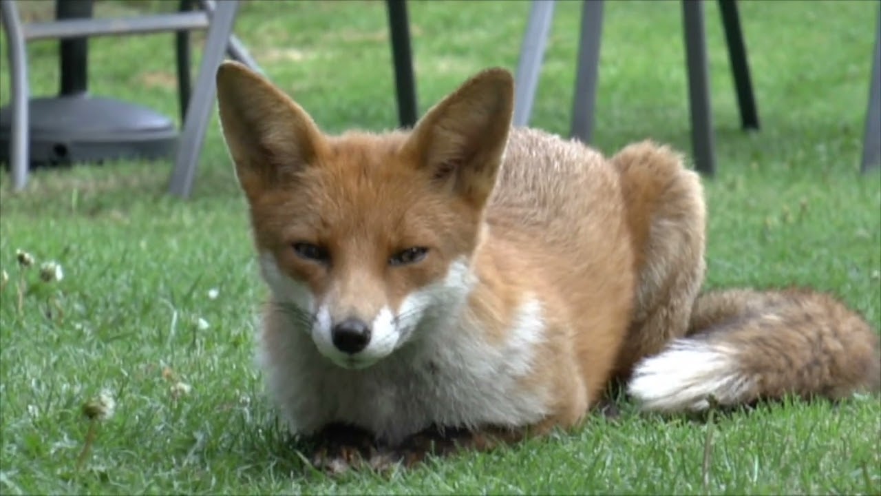 Foxes Trust