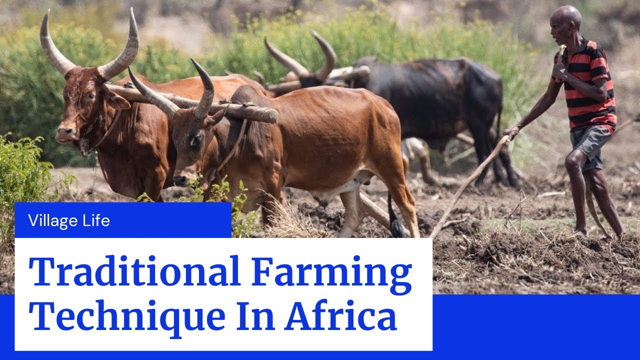 Village Life - TRADITIONAL OXEN PLOUGHING In Luo Nyanza Village KENYA