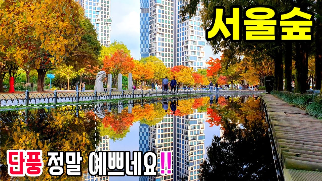 🚈 서울숲의 가을이 참 예쁘네요^^ 10월말 부터 단풍이 절정을 이룰 것 같습니다/서울여행/11월 여행지추천/가볼만한곳/seoul/korea