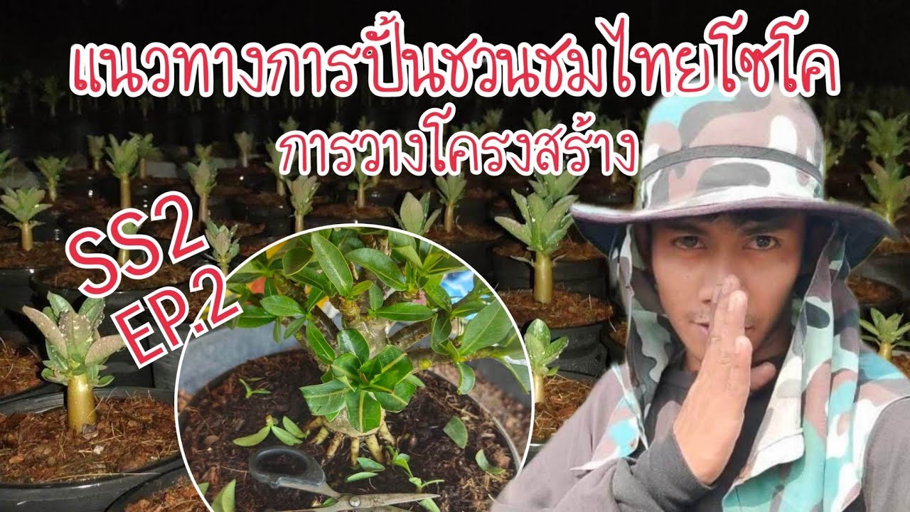 แนวทางการปั้นชวนชม สายพันธุ์ไทยโซโค SS2 EP.2