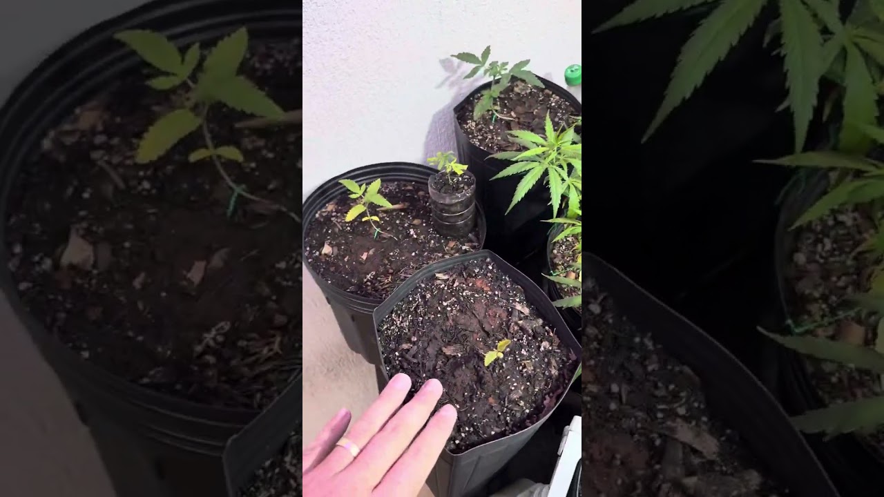 Falta de nitrog&ecirc;nio na pr&eacute; flora da cannabis. O que fazer?