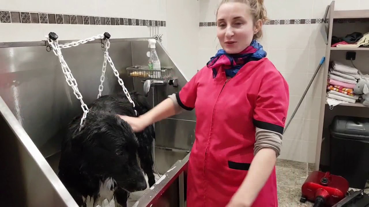 Toutou Paradis  Entretien chien poils longs toilettage