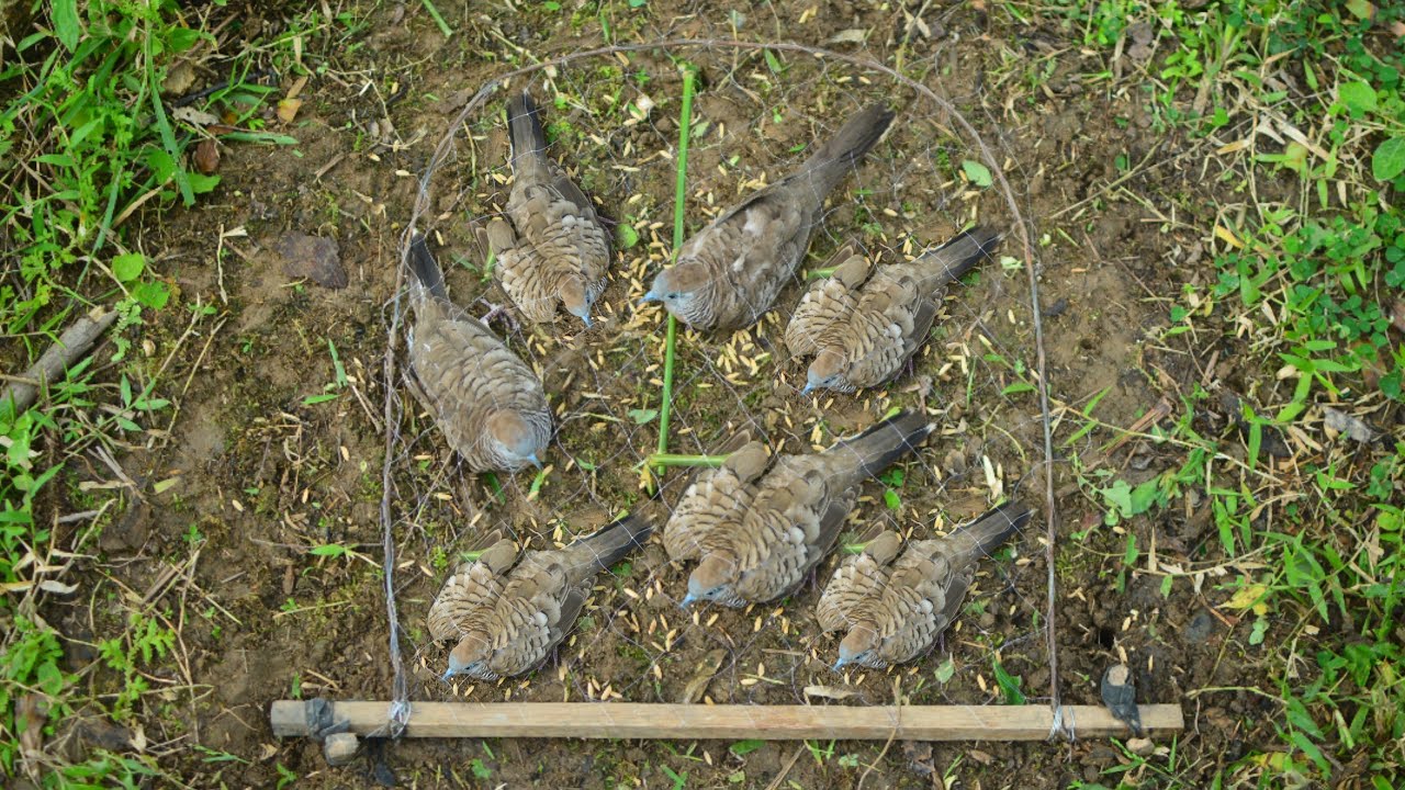 RATUSAN BURUNG PERKUTUT DAPAT //DENGAN MENGUNAKAN JERAT INI,_BIRY TRAP