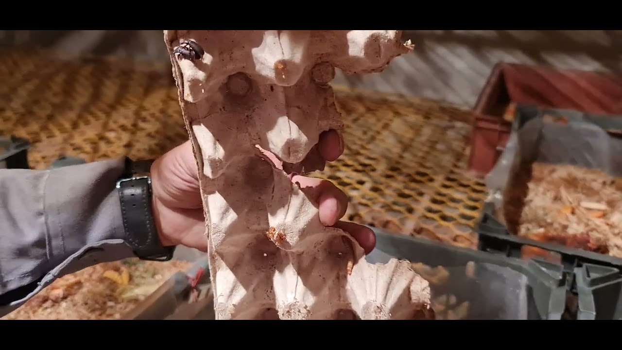 میلورم،  Milworm