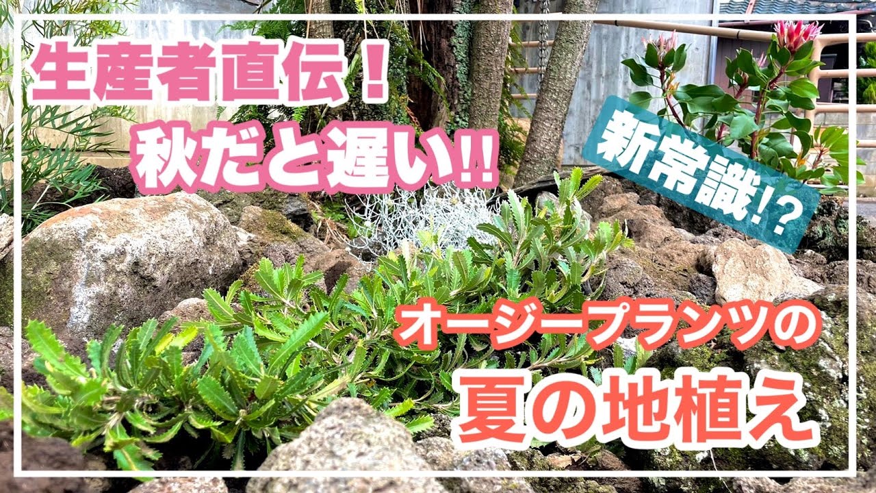 オージープランツの夏の地植えと経過報告！【オージープランツ】