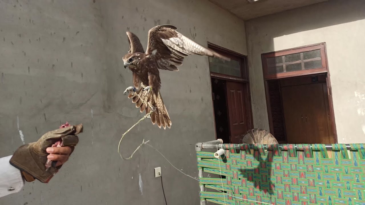 Falconry Tips to increase the calling distance gradually | Laggar Falcon 2020