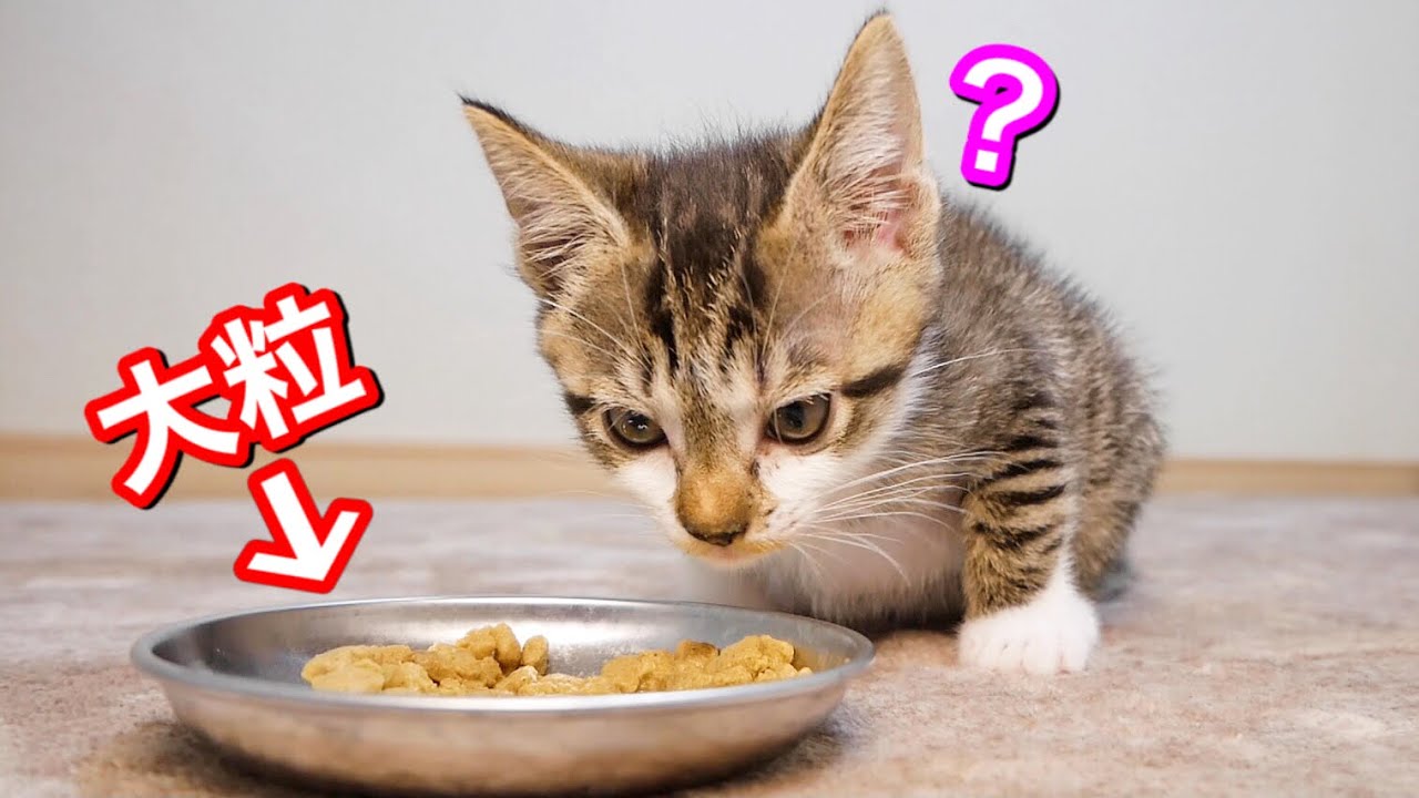初めて大粒の離乳食を食べる子猫の反応が可愛すぎた。【保護猫】