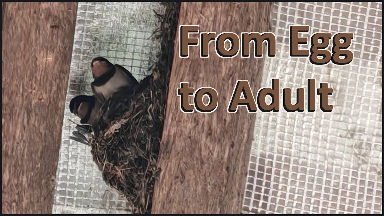 From 0 to 30 days old - How do barn swallows grow and change between hatching in nests and fledging