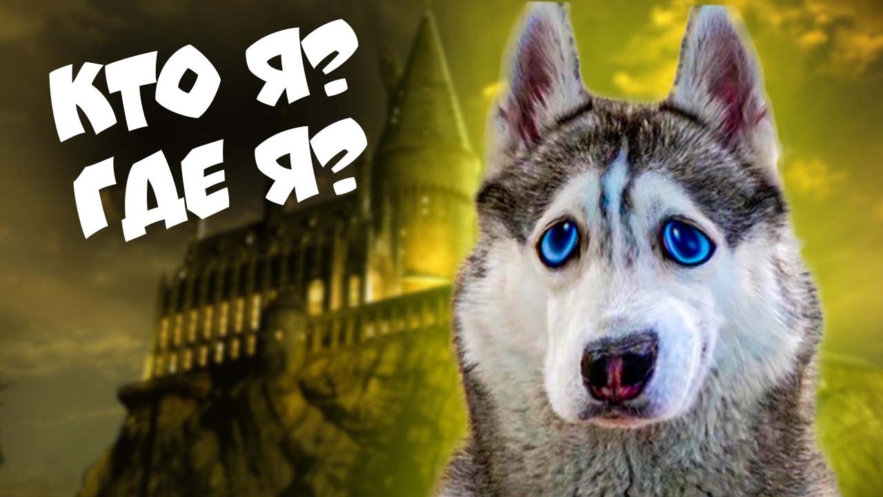 ПОМНЮ ТОЛЬКО ПОСЛЕДНИЕ 5 МИНУТ ЖИЗНИ!! (Хаски Бандит) Говорящая собака