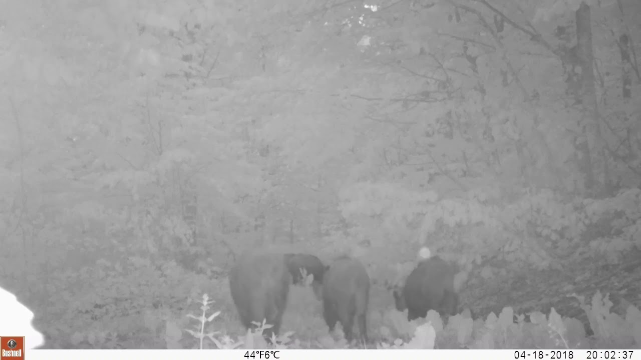 Yaban domuzu s&uuml;r&uuml;s&uuml; / Wild boar team