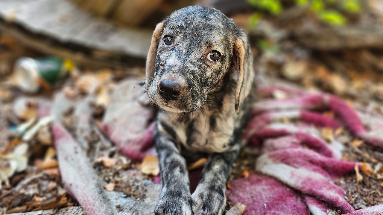 We Rescued a Sad and Scared Puppy