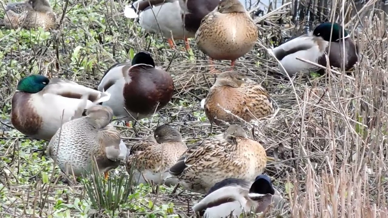 Gadwall Ducks
