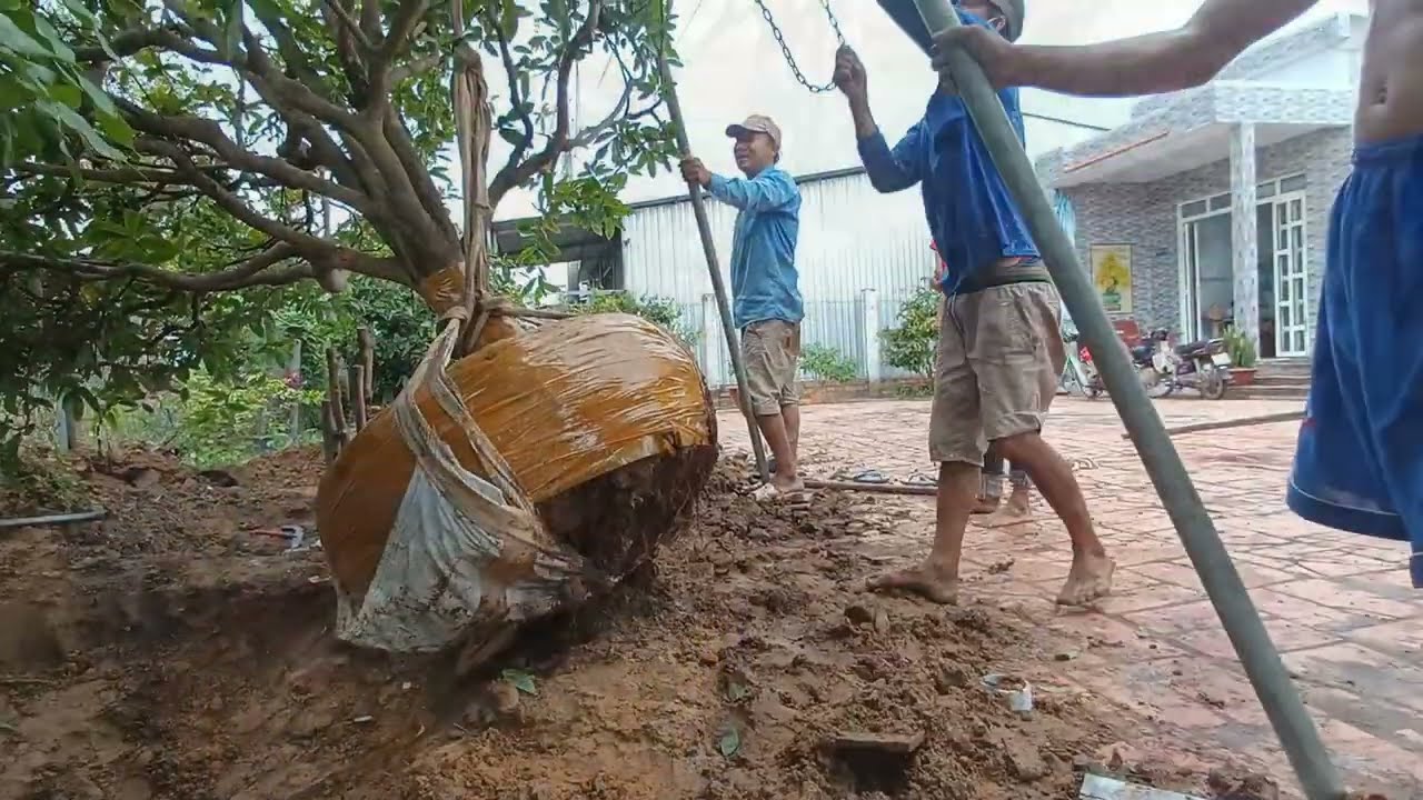 cách bứng cây Mai vàng nằm đất lâu năm.. ae có nhu cầu bứng mai thì alô