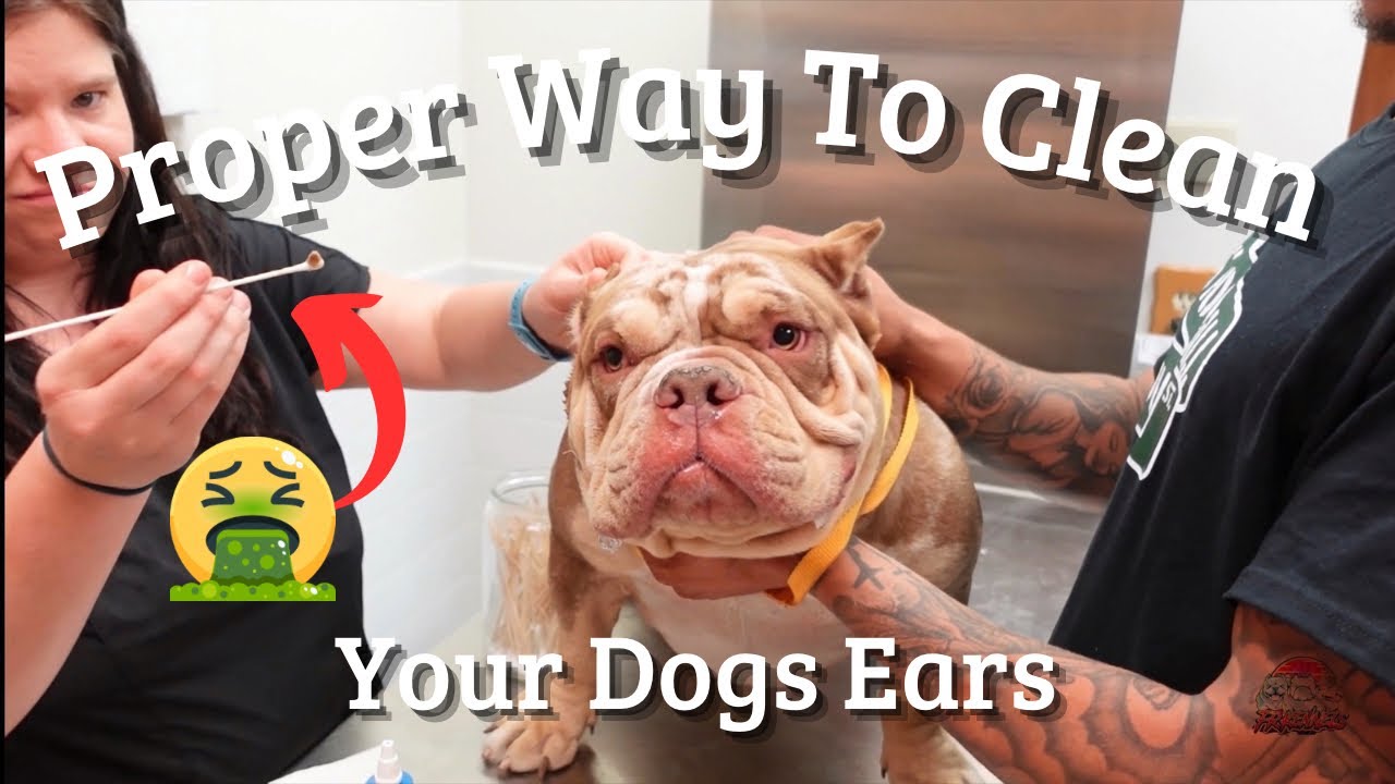 How To Properly Clean Your Dogs Ears #dog #frkennels #puppy #bulldog