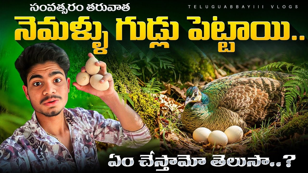 సంవత్సరం తరువాత నెమళ్ళు గుడ్లు పెట్టాయి🦚😍.. | Peacock Farming in Dubai | Peacock Eggs| Telugu Abbayi