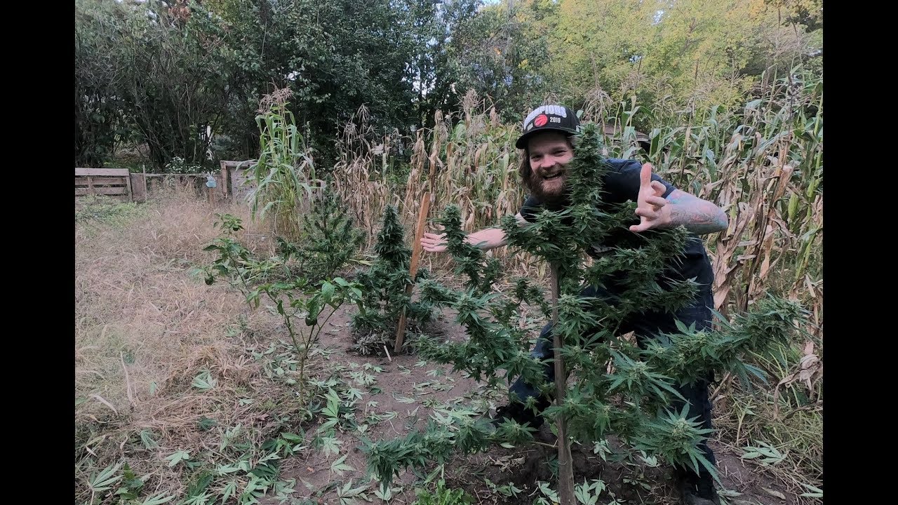 First Year OF LEGAL Cannabis Growing! Canada! (Part Two)