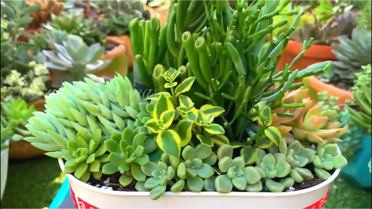 Succulent Arrangement in Repurposed Planter