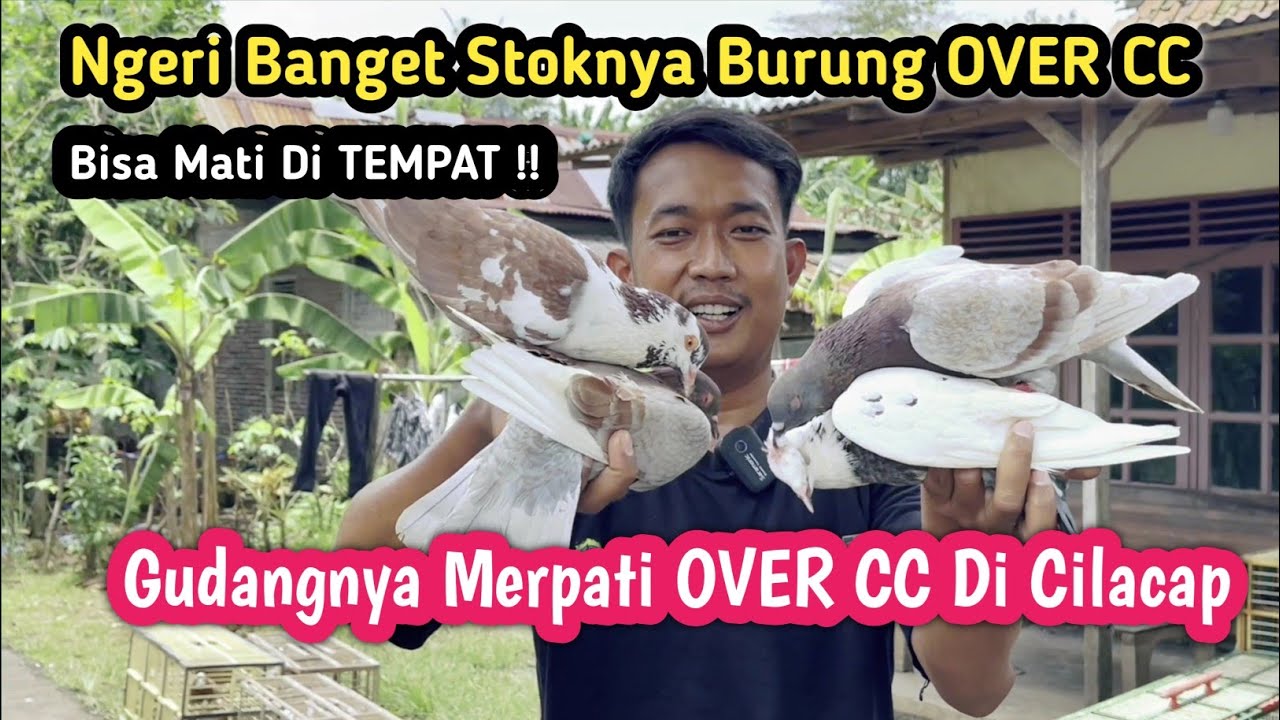 Ngeri Disini Burung Over CC semua Di Kios Merpati Cilacap 