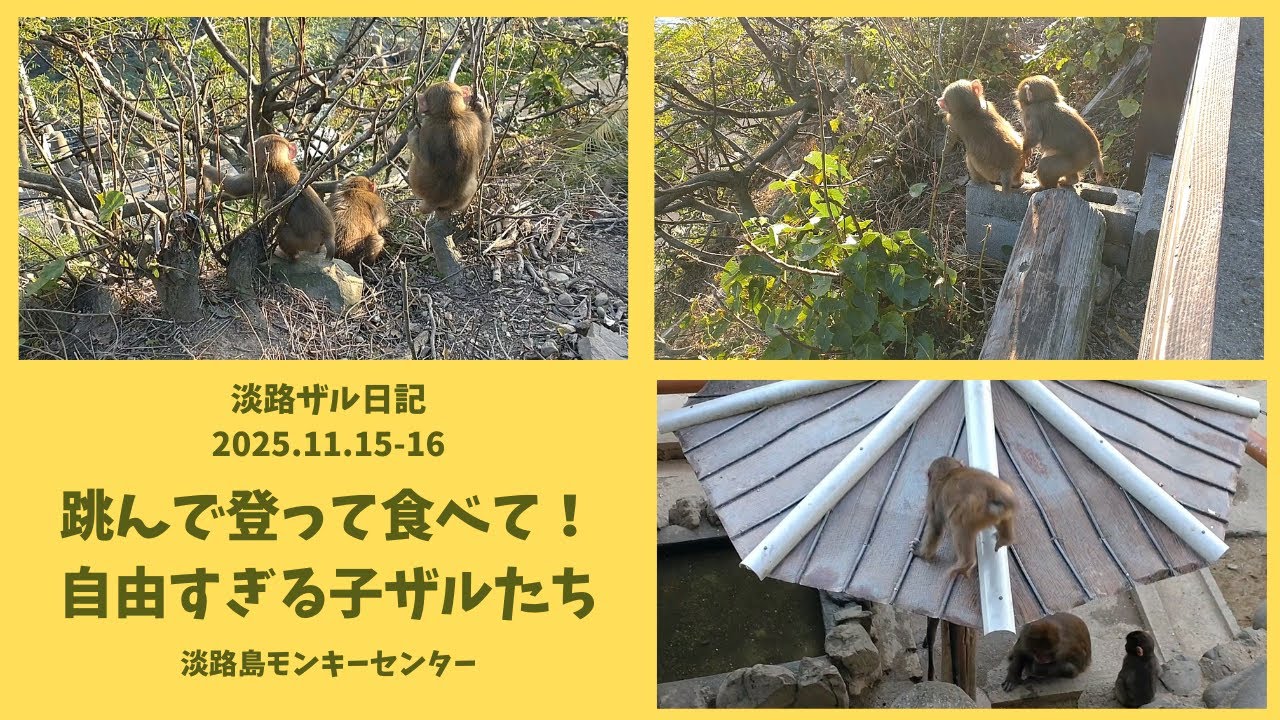 子ザルの屋根ジャンプ！夕暮れの淡路島より✨淡路ザル日記2025.11.15-16【淡路島モンキーセンター】