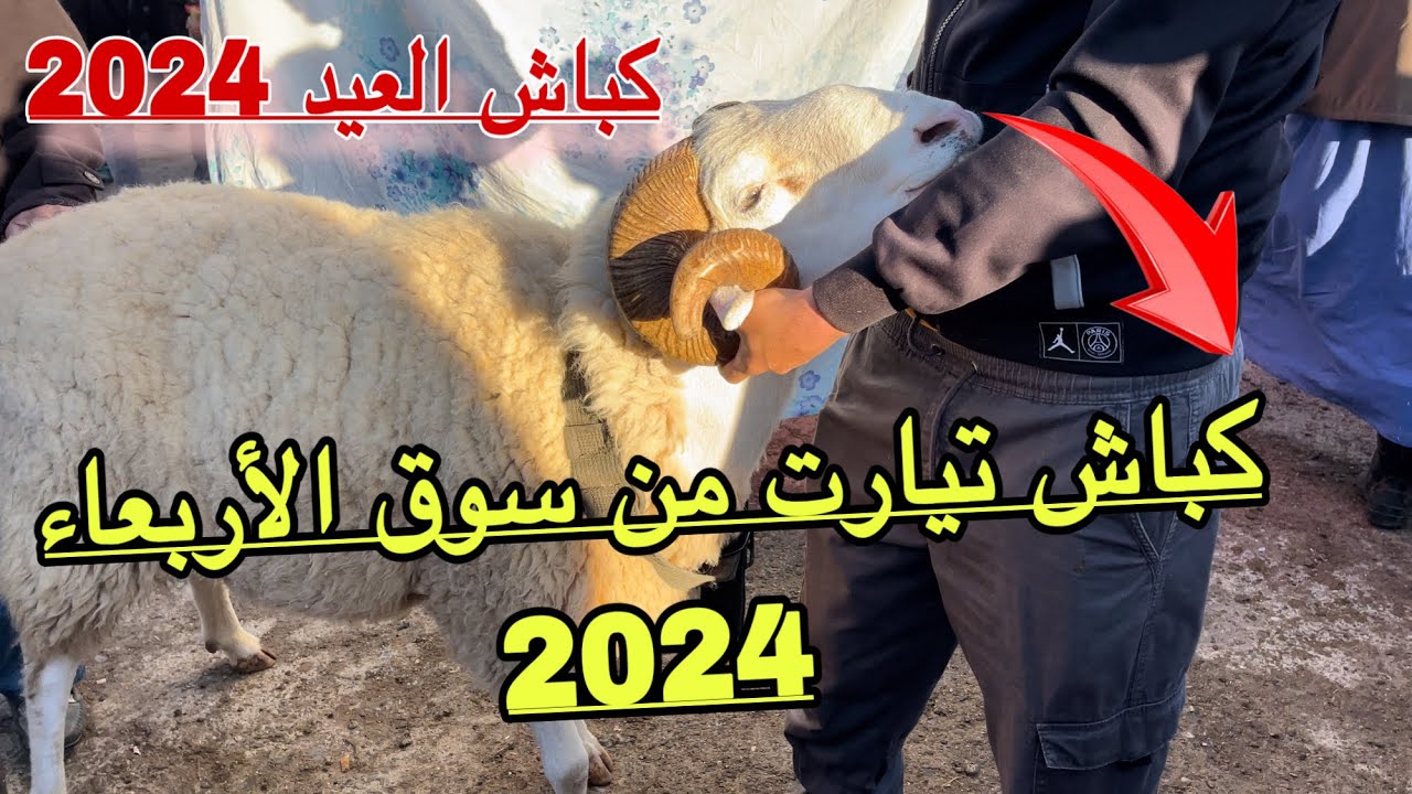 بداية دخول دفعات كباش العيد لهذا الموسم من سوق الأربعاء وسط / البليدة 2024