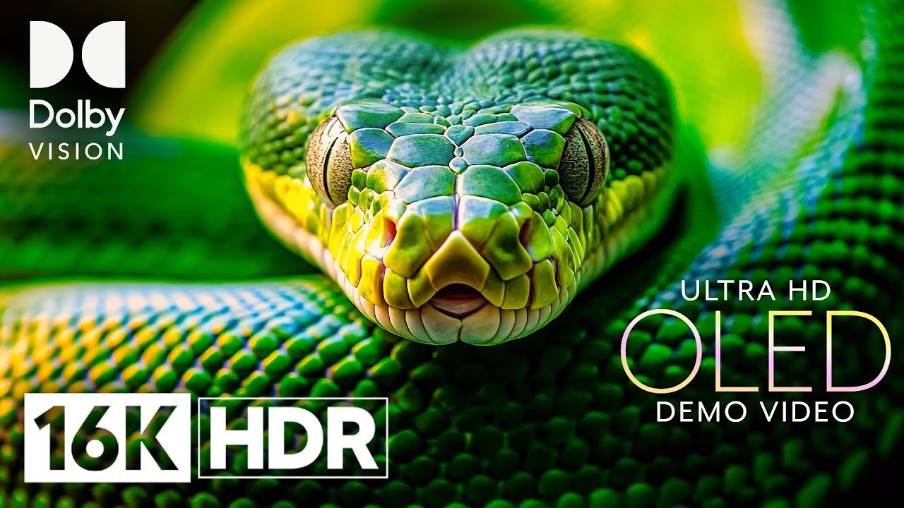 ULTRA HD 16K HDR SHOWCASE | DOLBY VISION&trade; OLED DEMO