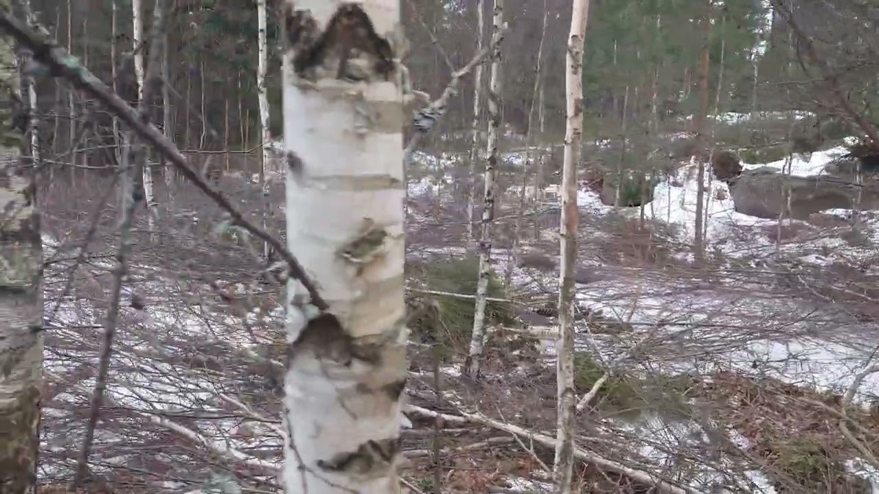 Första röjning after 18 år - tall skog part.2